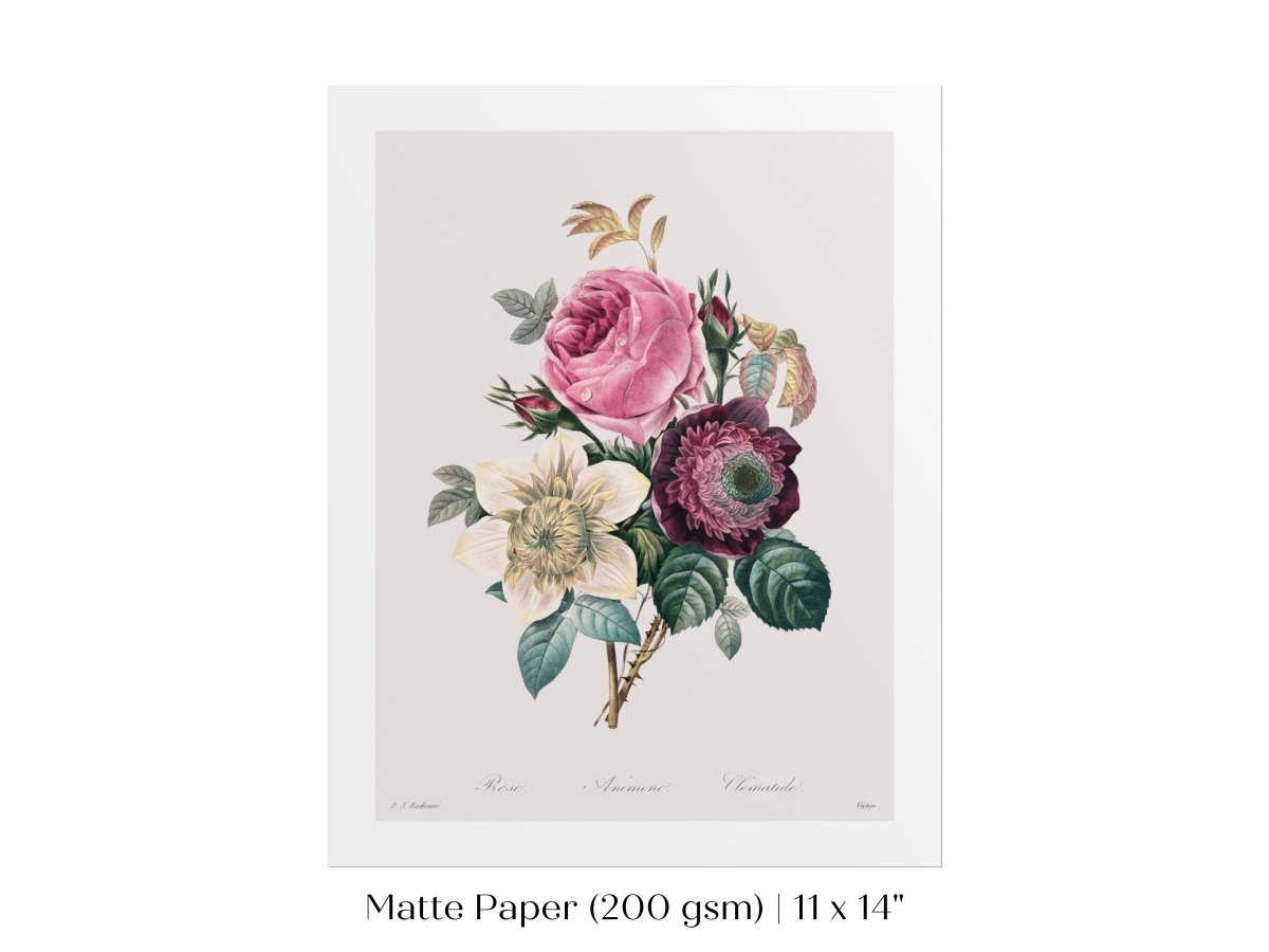 Anemone and Cabbage Rose Illustration | P492 - Single Art Prints - Piccolo Fiore Prints