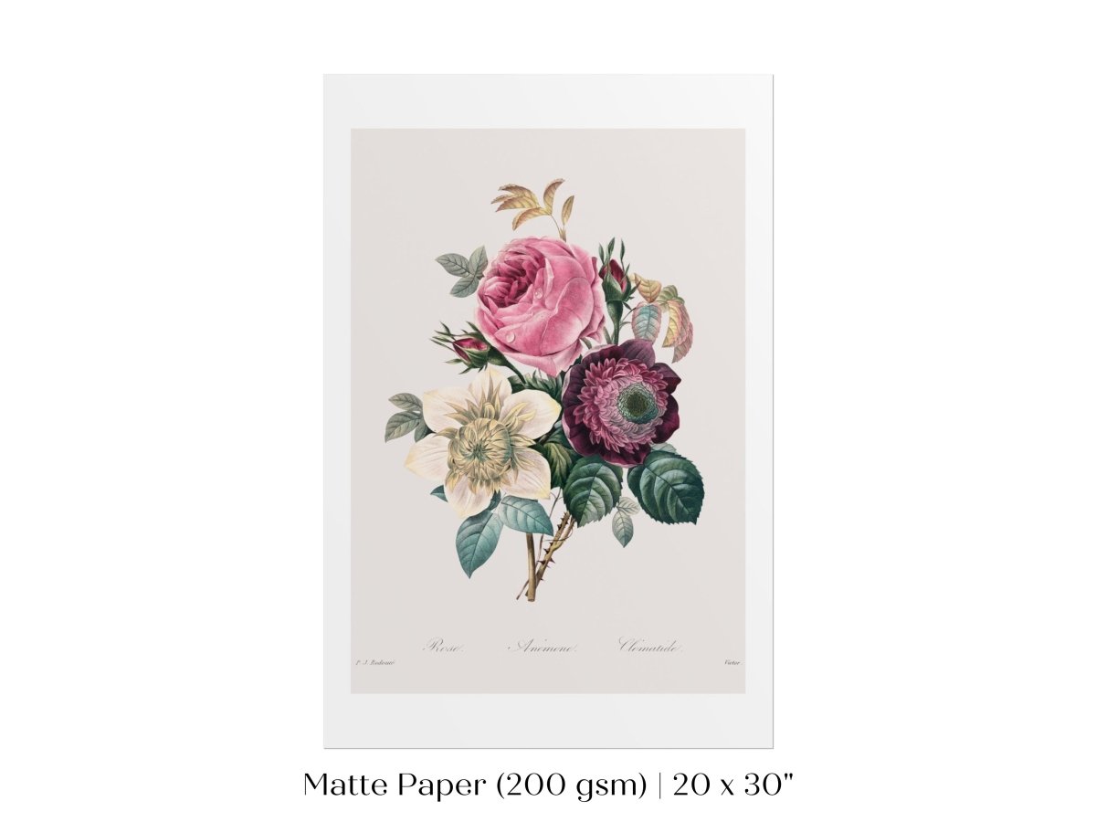 Anemone and Cabbage Rose Illustration | P492 - Single Art Prints - Piccolo Fiore Prints