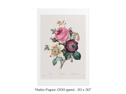 Anemone and Cabbage Rose Illustration | P492 - Single Art Prints - Piccolo Fiore Prints