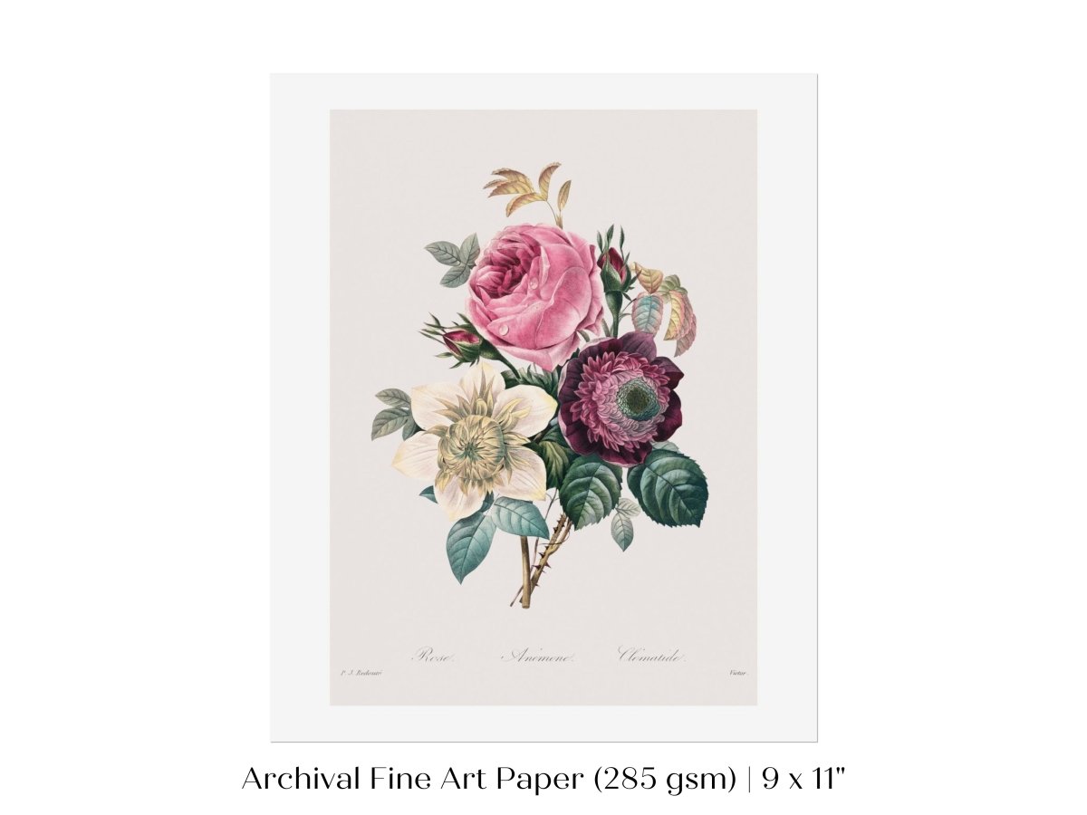 Anemone and Cabbage Rose Illustration | P492 - Single Art Prints - Piccolo Fiore Prints