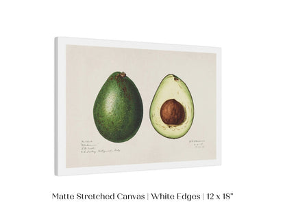 Avocado Illustration | P416 - Single Art Prints - Piccolo Fiore Prints