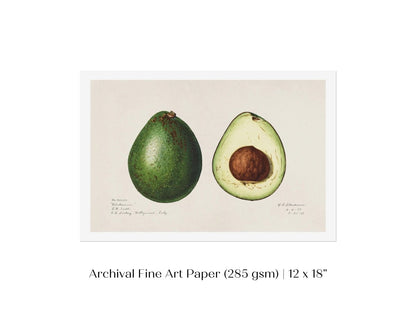 Avocado Illustration | P416 - Single Art Prints - Piccolo Fiore Prints