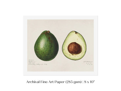 Avocado Illustration | P416 - Single Art Prints - Piccolo Fiore Prints
