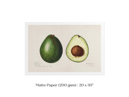 Avocado Illustration | P416 - Single Art Prints - Piccolo Fiore Prints