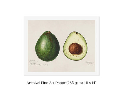 Avocado Illustration | P416 - Single Art Prints - Piccolo Fiore Prints