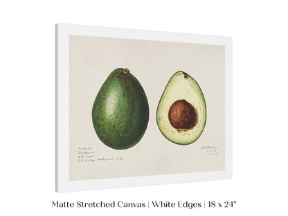 Avocado Illustration | P416 - Single Art Prints - Piccolo Fiore Prints