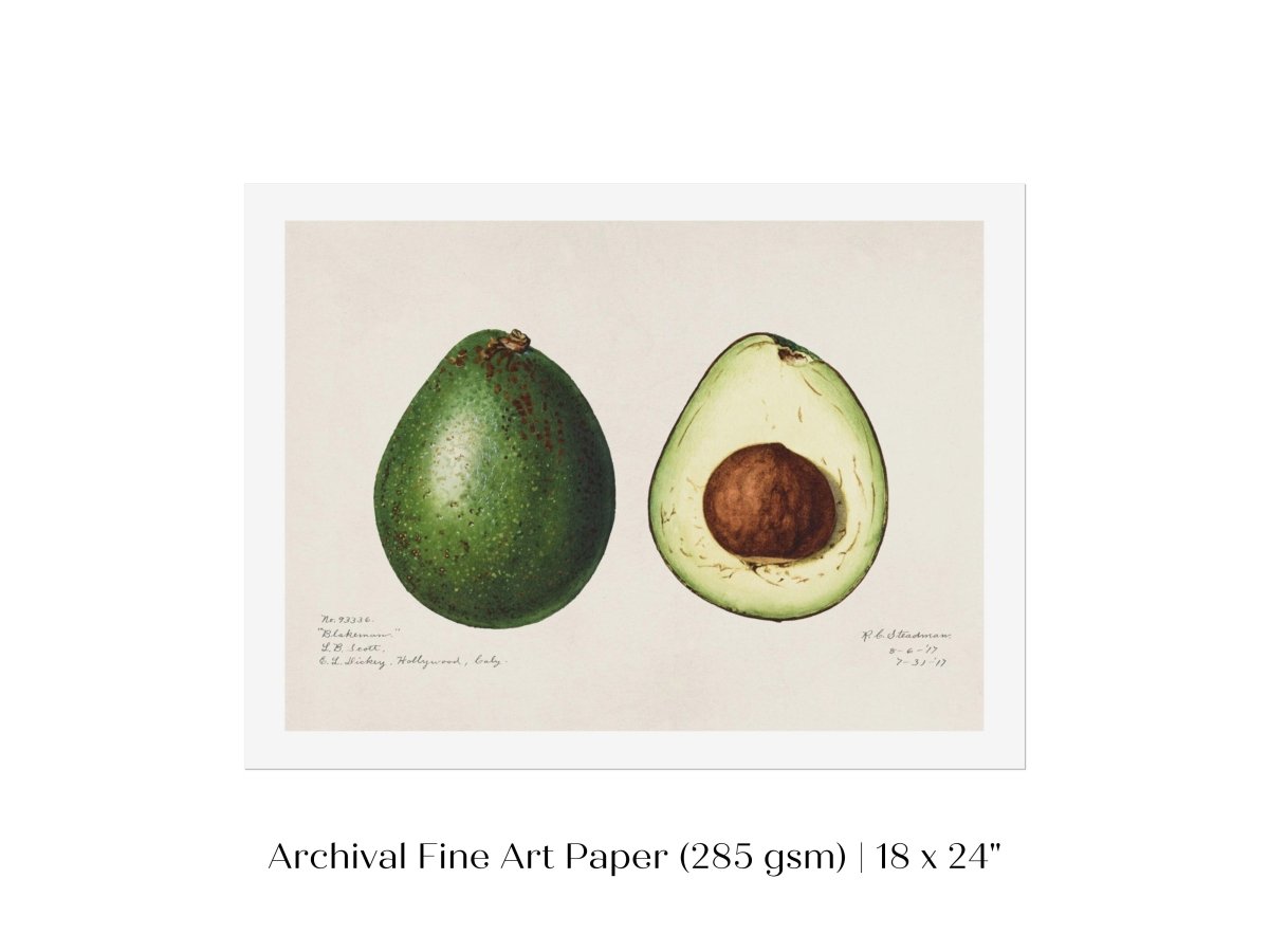 Avocado Illustration | P416 - Single Art Prints - Piccolo Fiore Prints