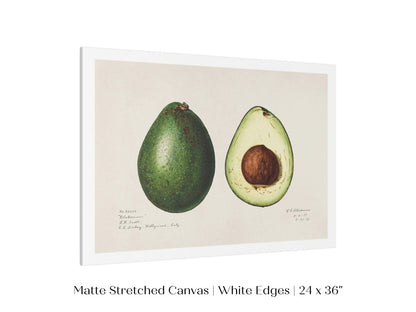 Avocado Illustration | P416 - Single Art Prints - Piccolo Fiore Prints