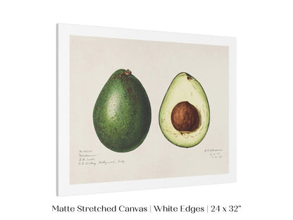 Avocado Illustration | P416 - Single Art Prints - Piccolo Fiore Prints