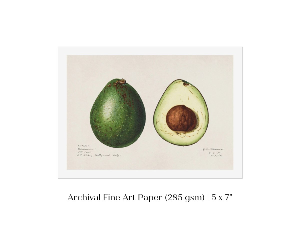 Avocado Illustration | P416 - Single Art Prints - Piccolo Fiore Prints