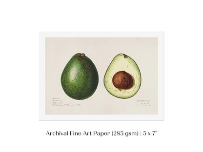 Avocado Illustration | P416 - Single Art Prints - Piccolo Fiore Prints