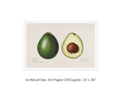 Avocado Illustration | P416 - Single Art Prints - Piccolo Fiore Prints