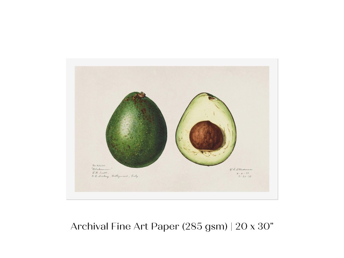 Avocado Illustration | P416 - Single Art Prints - Piccolo Fiore Prints
