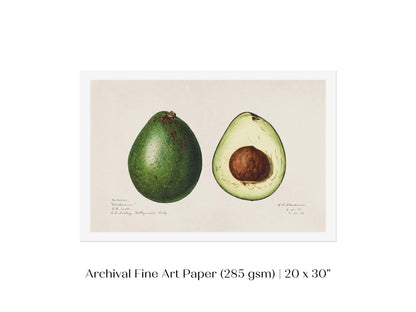 Avocado Illustration | P416 - Single Art Prints - Piccolo Fiore Prints