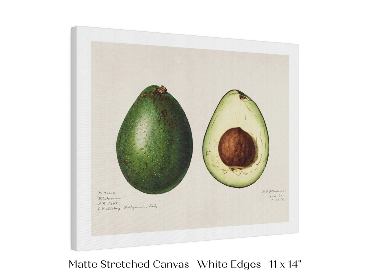 Avocado Illustration | P416 - Single Art Prints - Piccolo Fiore Prints