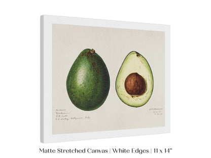 Avocado Illustration | P416 - Single Art Prints - Piccolo Fiore Prints