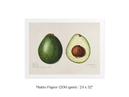 Avocado Illustration | P416 - Single Art Prints - Piccolo Fiore Prints