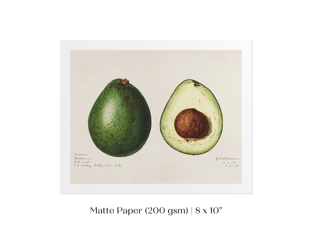 Avocado Illustration | P416 - Single Art Prints - Piccolo Fiore Prints