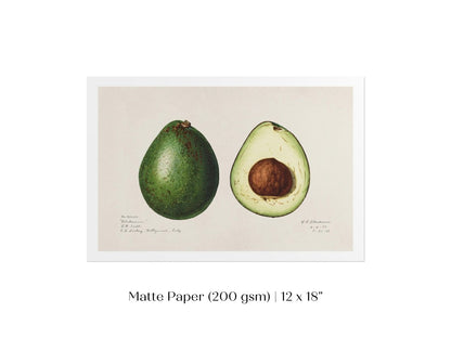 Avocado Illustration | P416 - Single Art Prints - Piccolo Fiore Prints