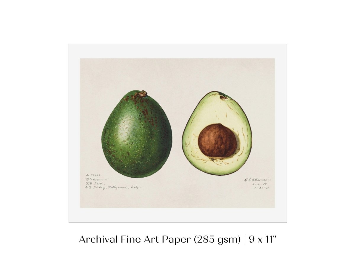 Avocado Illustration | P416 - Single Art Prints - Piccolo Fiore Prints