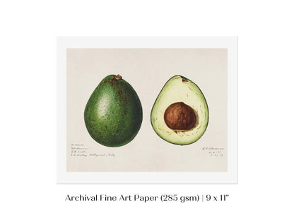 Avocado Illustration | P416 - Single Art Prints - Piccolo Fiore Prints