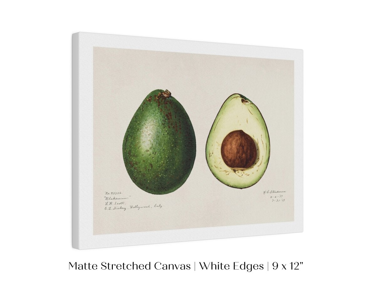 Avocado Illustration | P416 - Single Art Prints - Piccolo Fiore Prints