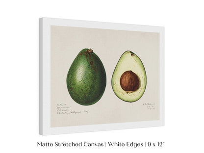 Avocado Illustration | P416 - Single Art Prints - Piccolo Fiore Prints
