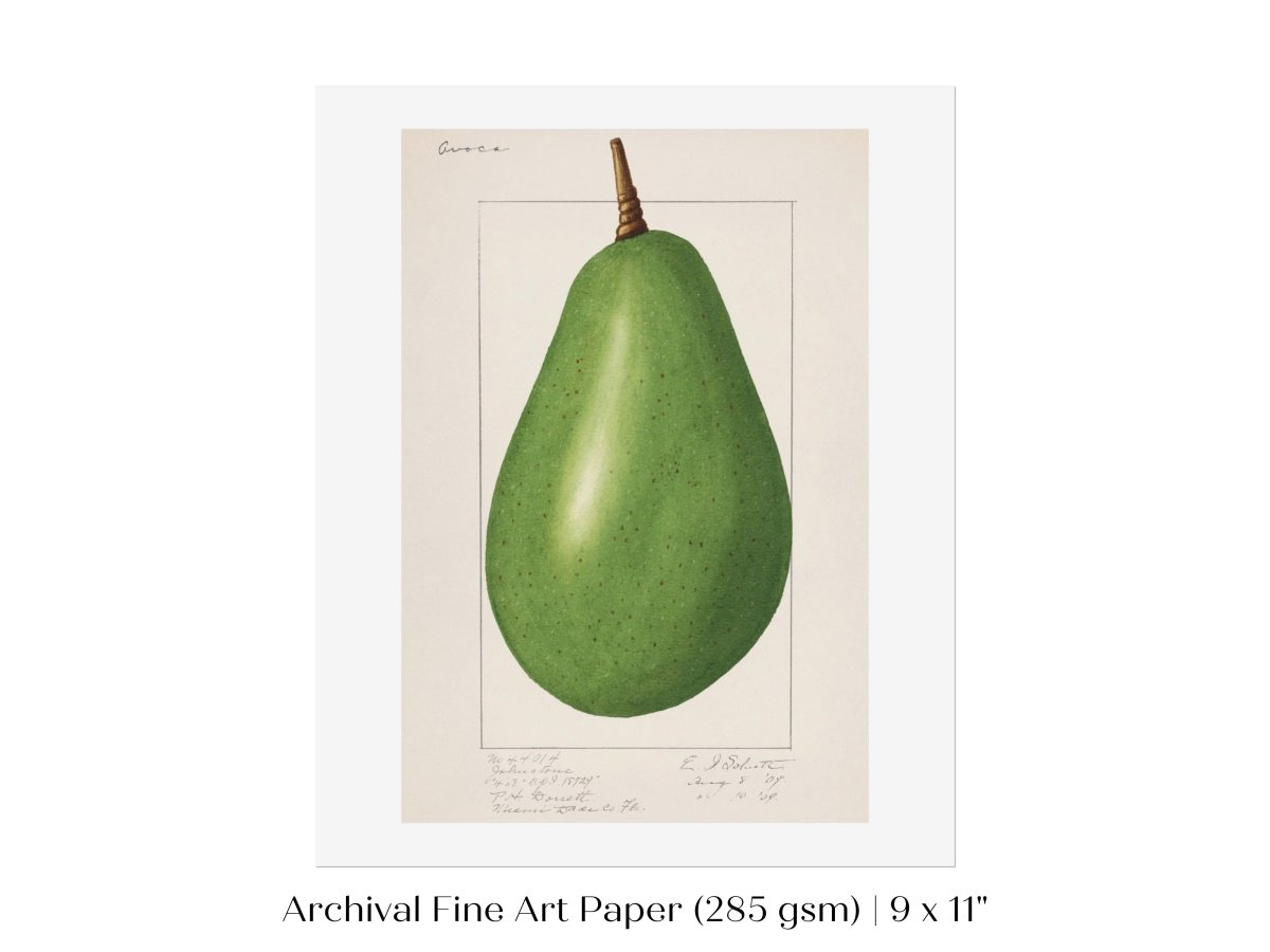 Avocado Illustration | P424 - Single Art Prints - Piccolo Fiore Prints