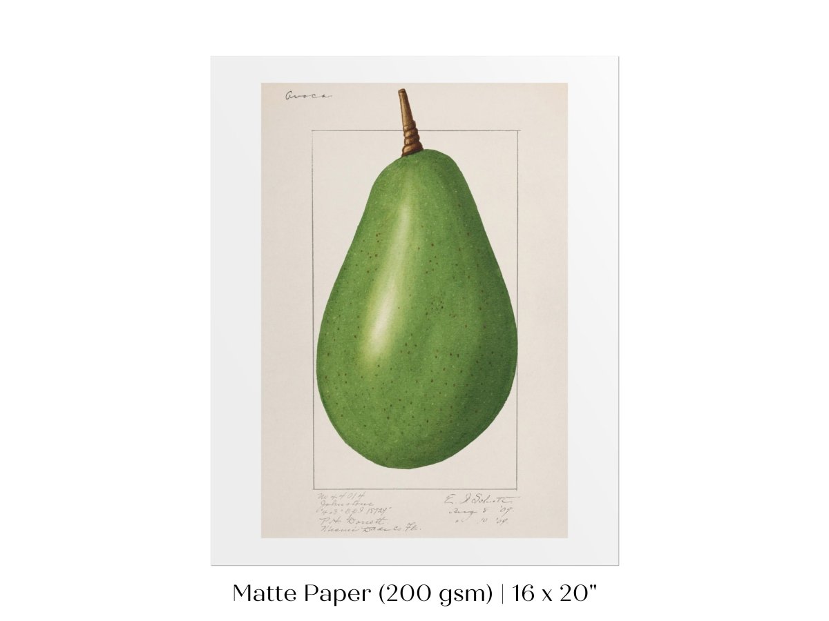 Avocado Illustration | P424 - Single Art Prints - Piccolo Fiore Prints