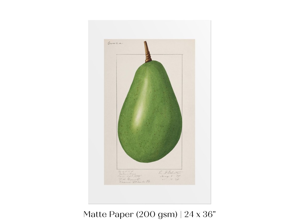 Avocado Illustration | P424 - Single Art Prints - Piccolo Fiore Prints