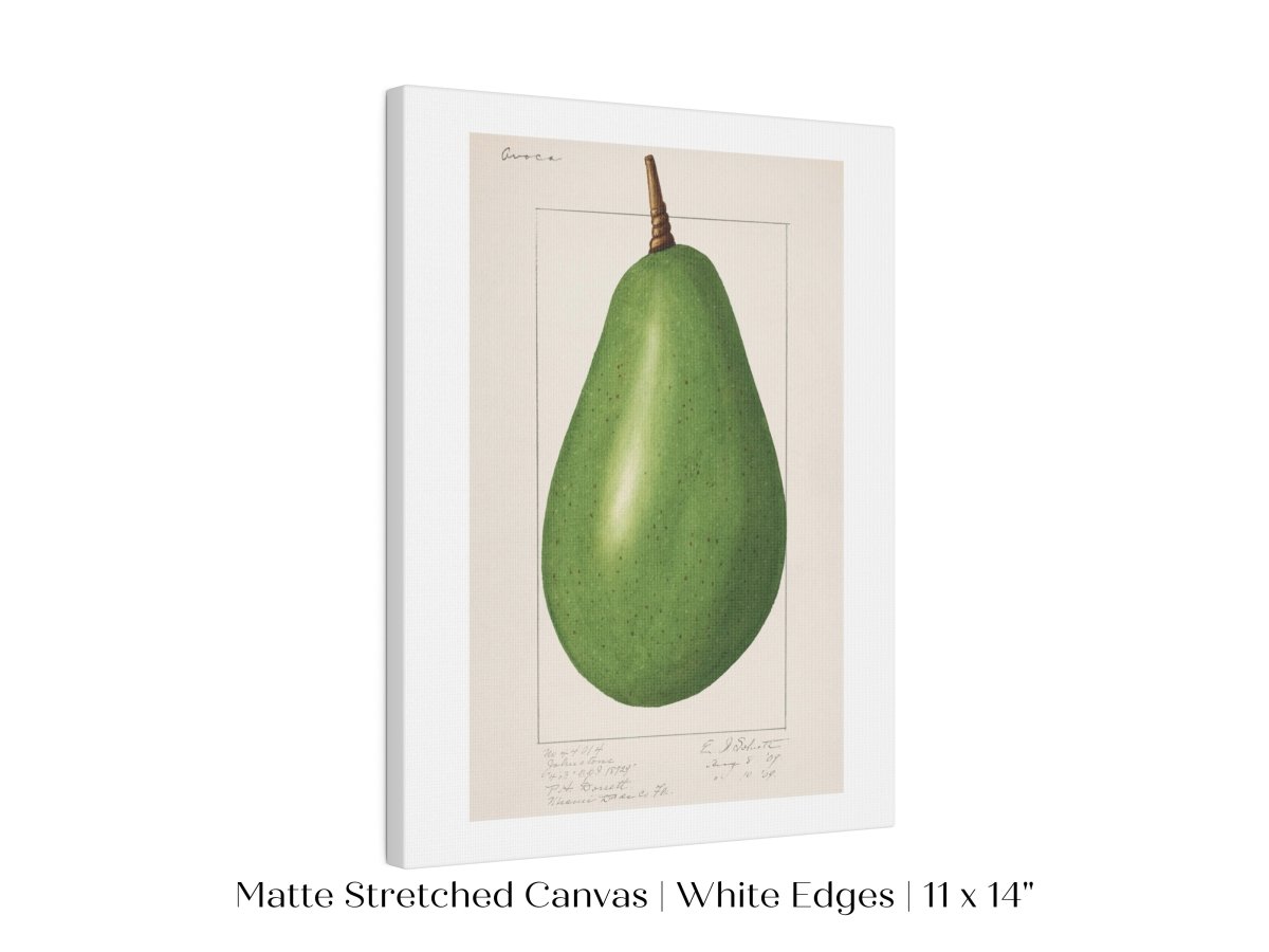 Avocado Illustration | P424 - Single Art Prints - Piccolo Fiore Prints