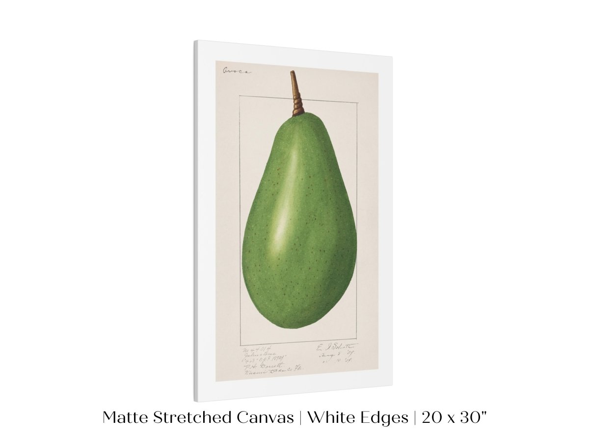Avocado Illustration | P424 - Single Art Prints - Piccolo Fiore Prints