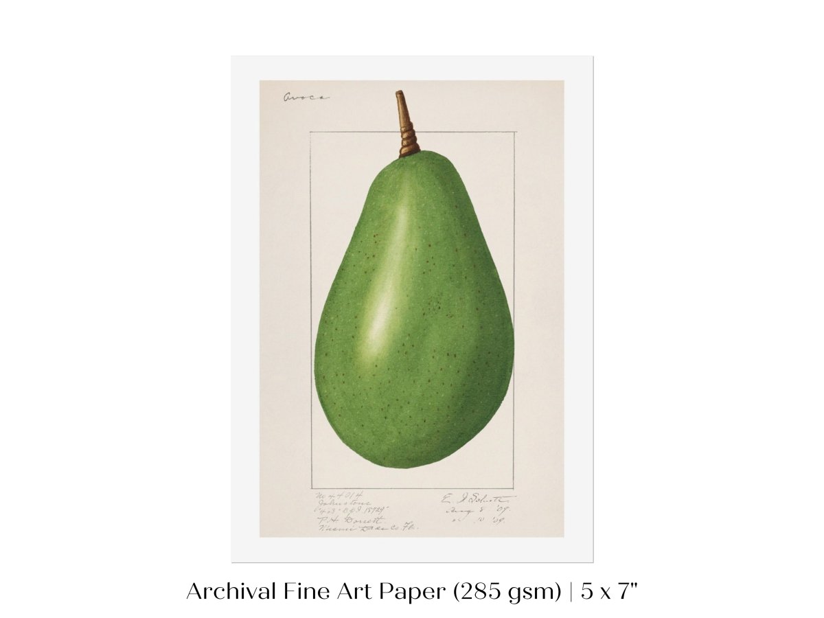 Avocado Illustration | P424 - Single Art Prints - Piccolo Fiore Prints