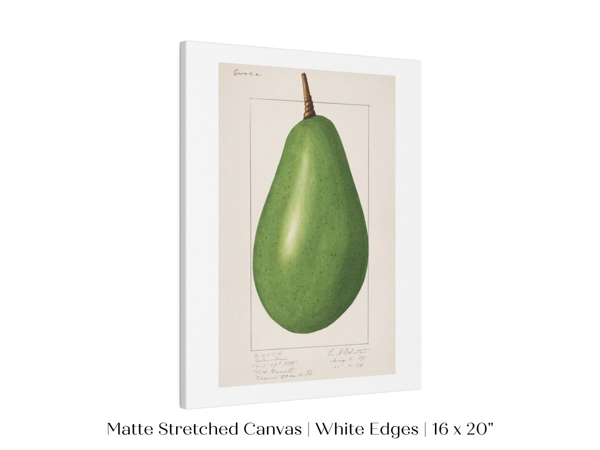 Avocado Illustration | P424 - Single Art Prints - Piccolo Fiore Prints