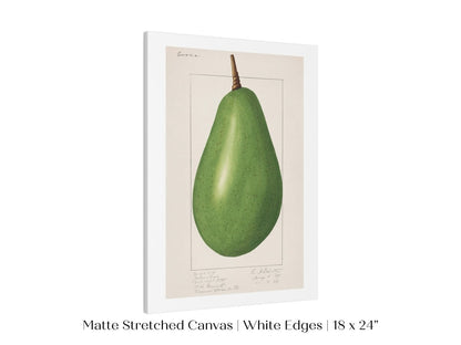 Avocado Illustration | P424 - Single Art Prints - Piccolo Fiore Prints