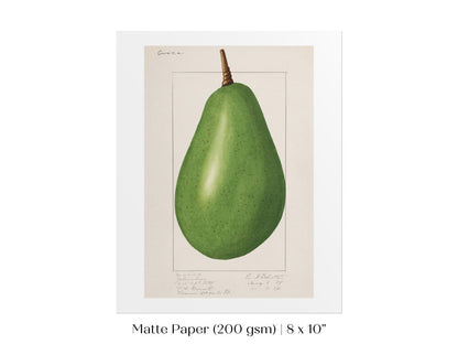 Avocado Illustration | P424 - Single Art Prints - Piccolo Fiore Prints