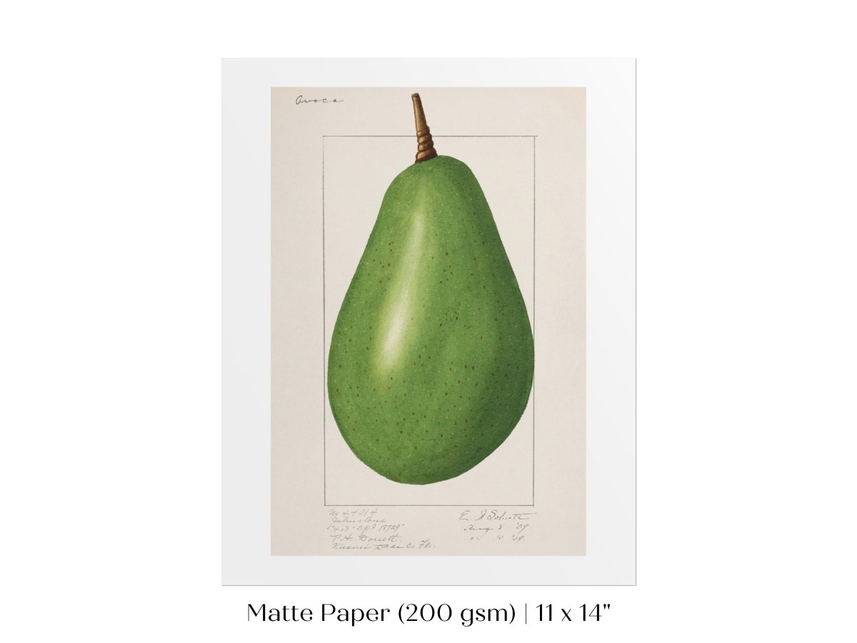 Avocado Illustration | P424 - Single Art Prints - Piccolo Fiore Prints