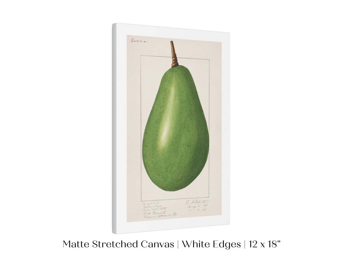 Avocado Illustration | P424 - Single Art Prints - Piccolo Fiore Prints