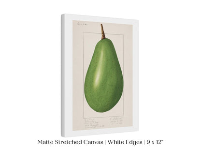 Avocado Illustration | P424 - Single Art Prints - Piccolo Fiore Prints