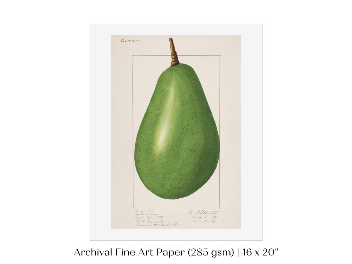 Avocado Illustration | P424 - Single Art Prints - Piccolo Fiore Prints
