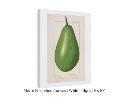 Avocado Illustration | P424 - Single Art Prints - Piccolo Fiore Prints