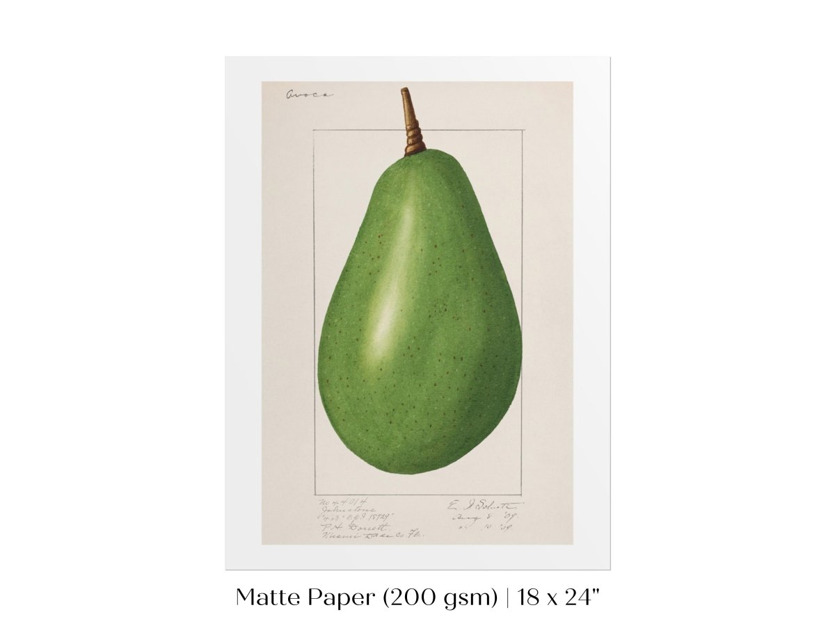 Avocado Illustration | P424 - Single Art Prints - Piccolo Fiore Prints