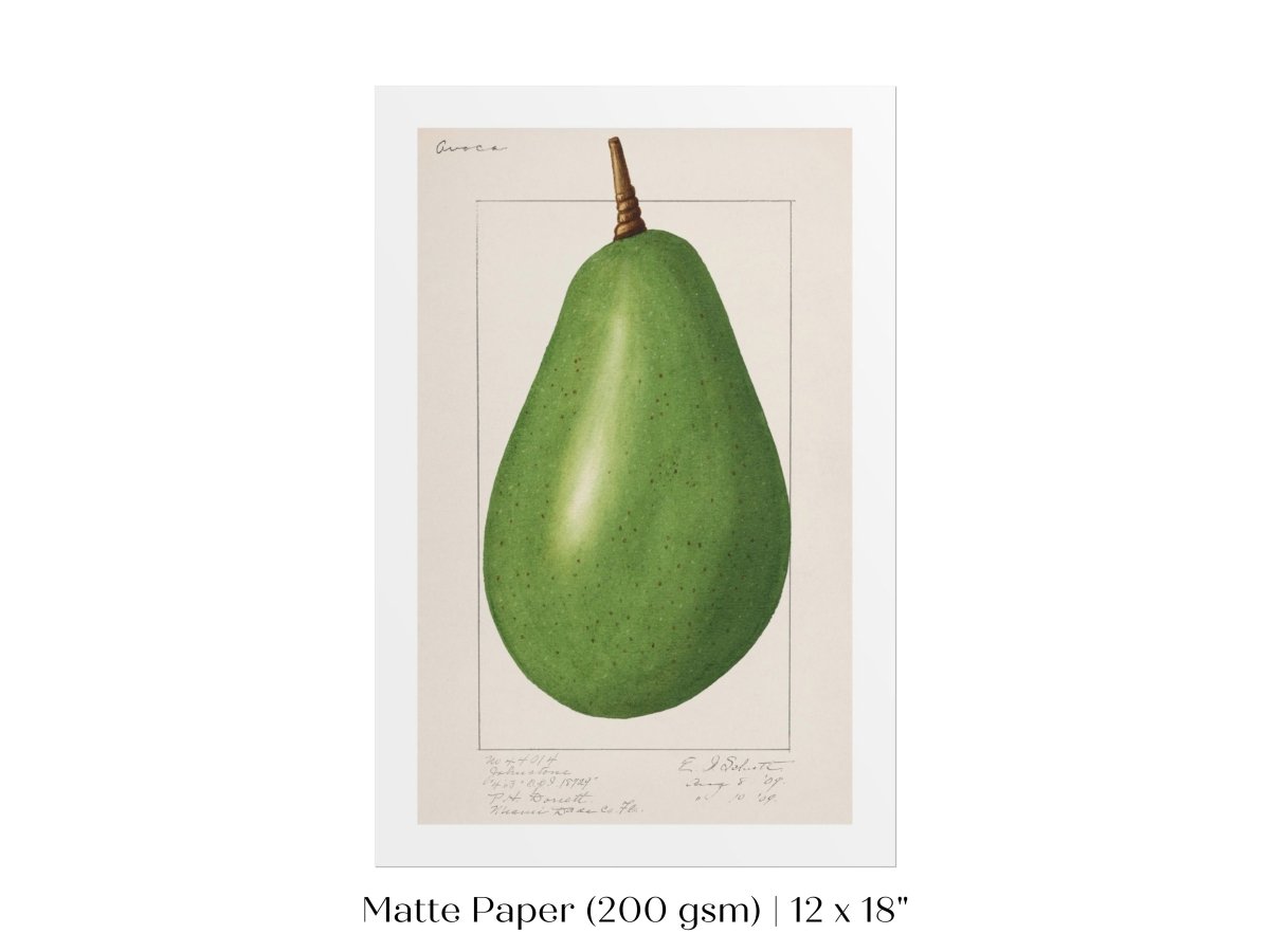 Avocado Illustration | P424 - Single Art Prints - Piccolo Fiore Prints