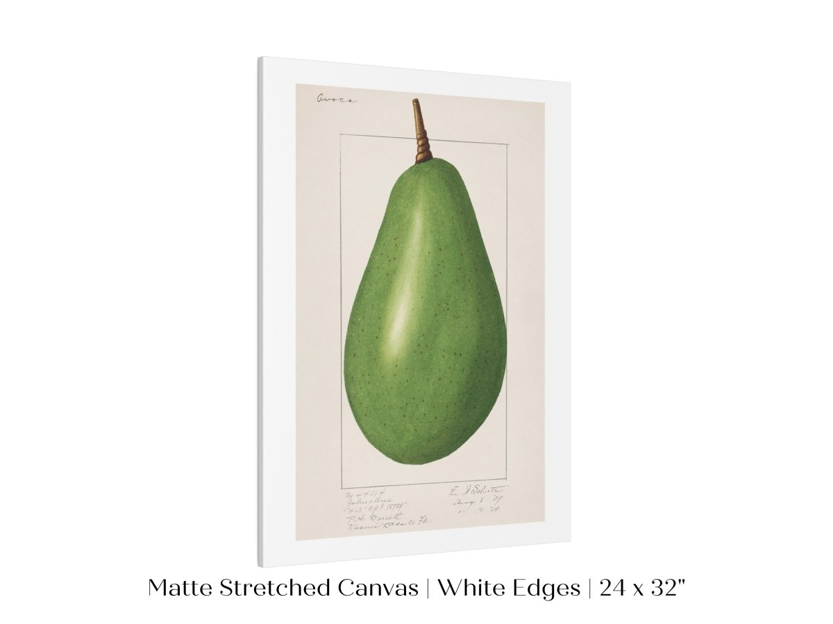 Avocado Illustration | P424 - Single Art Prints - Piccolo Fiore Prints
