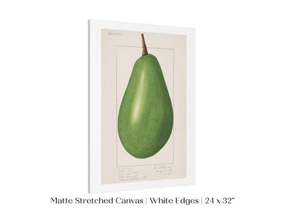 Avocado Illustration | P424 - Single Art Prints - Piccolo Fiore Prints