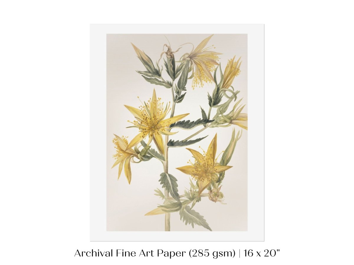 Blazing Star (Mentzelia laevicaulis) Floral Watercolour | P376 - Single Art Prints - Piccolo Fiore Prints