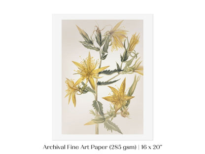 Blazing Star (Mentzelia laevicaulis) Floral Watercolour | P376 - Single Art Prints - Piccolo Fiore Prints