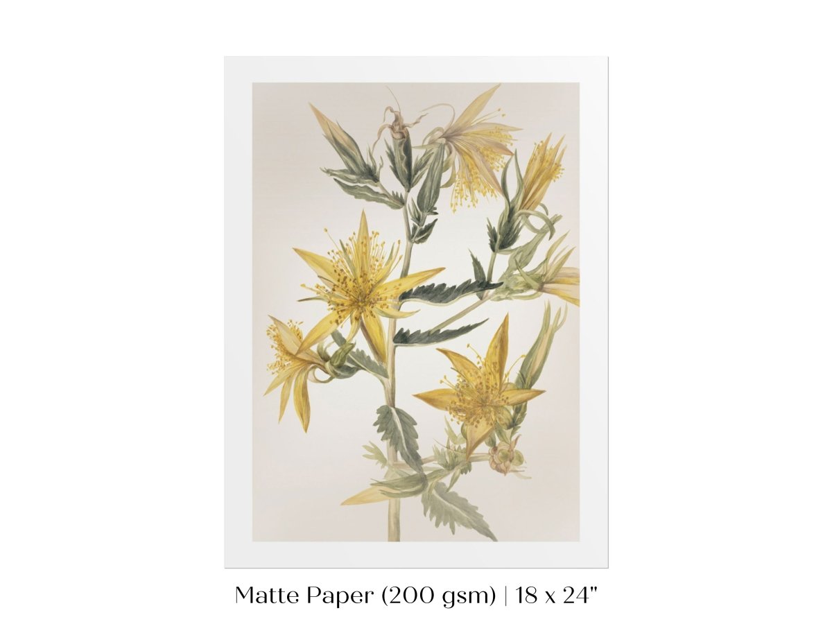 Blazing Star (Mentzelia laevicaulis) Floral Watercolour | P376 - Single Art Prints - Piccolo Fiore Prints