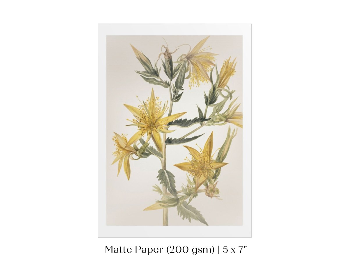 Blazing Star (Mentzelia laevicaulis) Floral Watercolour | P376 - Single Art Prints - Piccolo Fiore Prints
