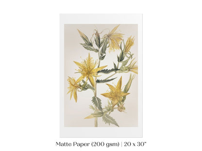 Blazing Star (Mentzelia laevicaulis) Floral Watercolour | P376 - Single Art Prints - Piccolo Fiore Prints